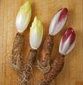 کاسنی فری